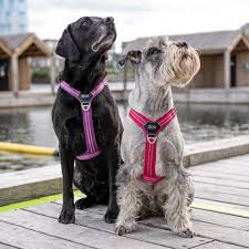 Choosing the best dog collar for your dog can be hard. Dog Copenhagen Stylish Comfortable And Durable Dog Gear From Young Danish Brand