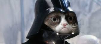 Grumpy Cat To Star In Upcoming Hollywood Movie She Still Is Not Amused New Media Rockstars