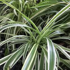 Image result for Chlorophytum silvaticum