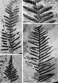 Image result for Gleicheniaceae