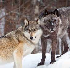 The international wolf center in ely, minnesota houses several g photo. International Wolf Center