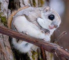 Japen Jpg 573 502 Japanese Dwarf Flying Squirrel Cute Animals Animals