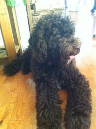 Chocolate Labradoodle With Green Eyes Labradoodle Black Labradoodle Labradoodle Dogs