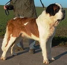 Saint Bernard Kopek Cinsi Ve Ozellikleri Saint Bernard Kopegi Resimleri Ve Genel Tualimforum Com
