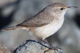 Rock Wren Wren Bird Pictures Birds