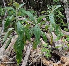 Image result for Solanum giganteum