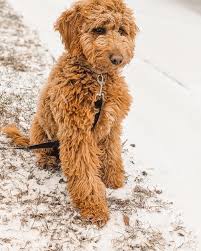 Doodles of NC-এর প্রোফাইল