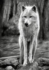 40 Realistic Animal Pencil Drawings Pencil Drawings Of Animals Realistic Drawings Realistic Animal Drawings