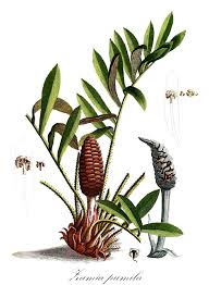 Image result for Zamiaceae