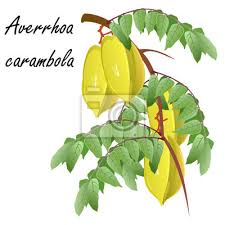 Jetzt ausprobieren mit ♥ chefkoch.de ♥. Carambola Averrhoa Karambolen Sternfrucht Hand Gezeichnet Leinwandbilder Bilder Sternfrucht Kanone Realistisch Myloview De