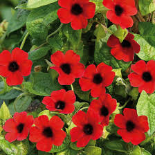 Image result for Thunbergia pynaertii