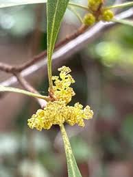 Image result for Myrica serrata