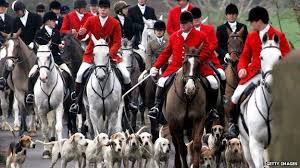 Driven fox hunt with beretta silver pigeon 12g and beagles victoria 28/04/2019mchughcb. Fox Hunting Number Crunching How Mps Divide On The Issue Bbc News