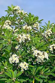 Image result for Plumeria rubra