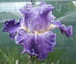 Plantfiles Pictures Tall Bearded Iris Fancy Dress Iris By Terri1948 Iris Flowers Bearded Iris Iris