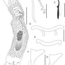 Image result for Cyclocotyla
