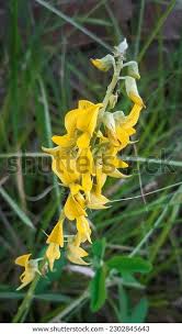 Image result for Crotalaria onobrychis