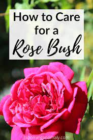 How To Care For A Rose Bush Rose Bush Growing Roses Rose Bush Care