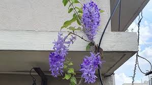 Image result for Petrea volubilis