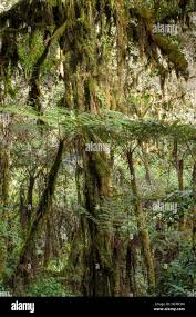 Image result for Cyathea manniana