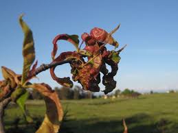 The asian citrus psyllid (acp) and citrus greening disease (known as huanglongbing or hlb in the west). From The Garden E Mail Bag Kristi Is Not A Big Fan Of Curling The Disease Not The Sport In The Last Two Years I Fruit Trees Growing Fruit Trees Tree Care