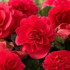 Begonias Pictures With Names Scarlet Tuberous Begonia Begonia Spring Bulbs From American Meadows Shade Loving Flowers Tuberous Begonia Begonia