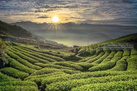 golden sunshine tea garden tea logo scenic
