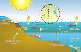 ocean environment