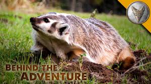 The american badger (taxidea taxus) is a north american badger, somewhat similar in appearance to the european badger, although not closely related. American Badger Behind The Adventure Youtube