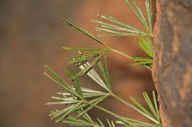 Image result for Actiniopteris