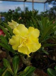 apolonia grade rosa do deserto