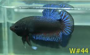 Aquabid Com Item Fwbettaswt1425396634 Top Plakat 5 Stars W 44 Ends Tue Mar 3 2015 09 30 34 Am Cdt Betta Aquarium Fish Fish Pet