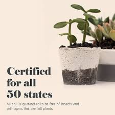 Maybe you would like to learn more about one of these? 2 Quarts Bonsai Jack 1 4 Inch Bonsai Pine Bark Fines Patio Lawn Garden Gardening Tools Urbytus Com