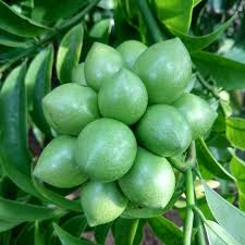 Image result for Artabotrys hexapetalus