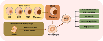 Bone marrow is a soft, spongy tissue that is in the center of most bones. Tumor Associated Macrophages In Tumor Metastasis Biological Roles And Clinical Therapeutic Applications Journal Of Hematology Oncology Full Text