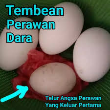 We did not find results for: Telur Angsa Tembean Perawan Shopee Indonesia