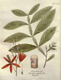 Image result for Quassia undulata