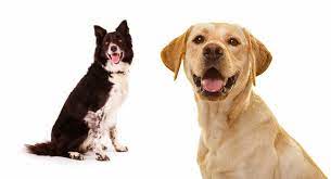 Lab Collie Mix Breed Information A Guide To The Labrador Collie Mix