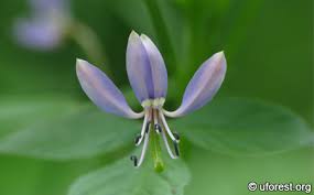 Image result for Cleome rutidosperma