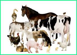 Peternakan Hewan Penjelasan Dan Contohnya Dunia Fauna Hewan Binatang Tumbuhan Hewan Binatang Ternak Binatang