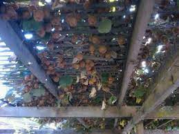Each vine should have its own trellis. Pin On Fruit Garden