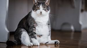 When various types of cancer spread to the bones, you may be worried about life expectancy. Your Fat Cat Will Absolutely Have A Shorter Lifespan Than A Healthy We Doc Phoebe S Cat Co