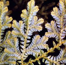 Image result for Selaginella molliceps
