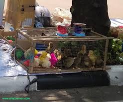 Berbagai gambar ayam di indonesia. Gambar Kartun Anak Ayam Menetas Gratis Cikimm Com