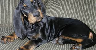 Black And Tan Coonhound For Sale In Michigan Pin On Puppies