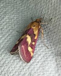 Image result for Pyrausta ostrinalis