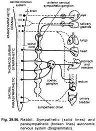 The nervous system is mainly divided into central nervous system, peripheral nervous system and autonomic nervous system. Nervous System Of Rabbit With Diagram Chordata Zoology