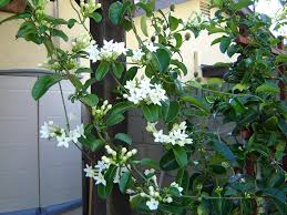 Check spelling or type a new query. Fragrant White Climbers