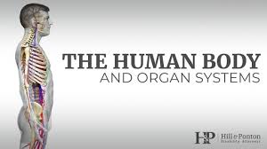 Anatomy of the back organs. Human Body Organ Systems Hill Ponton P A