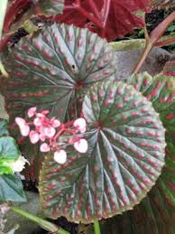 Begonias Bali Piante Da Interno Piante Piante Da Appartamento